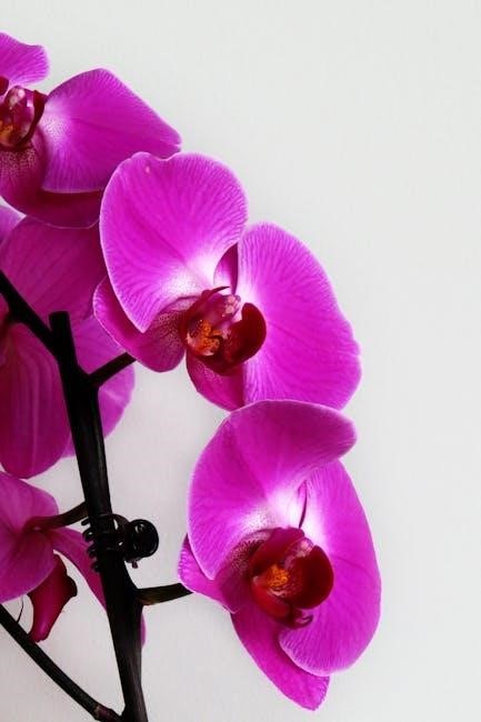orchid battery instructions